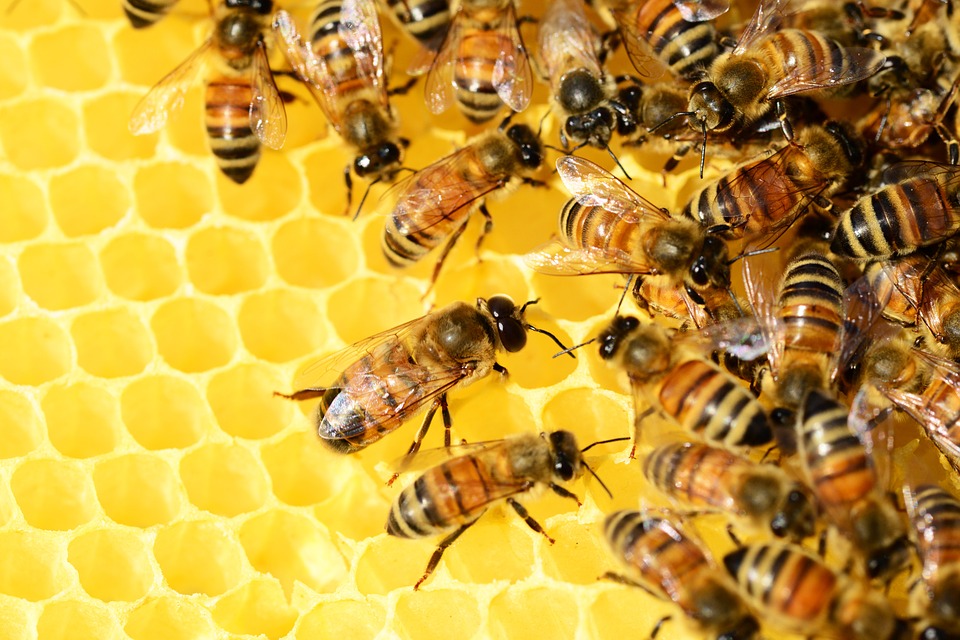 Investigadores de la UST presentarán antiséptico en base a miel y propóleo.